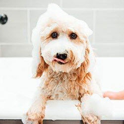 Grooming - Bath Appointments