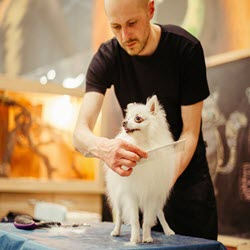 Grooming - Full grooms