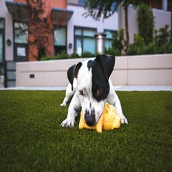 Dog Toys