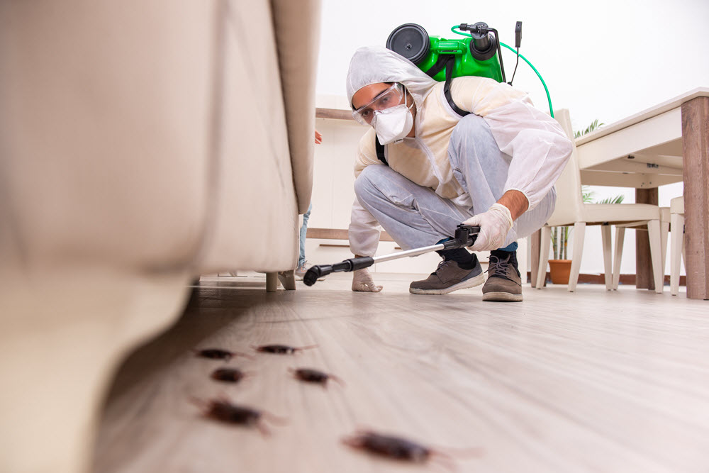  Home Pest Control