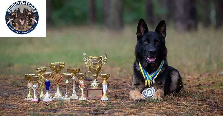 Dog Boarding 