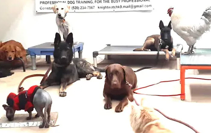  Dog Training Programs