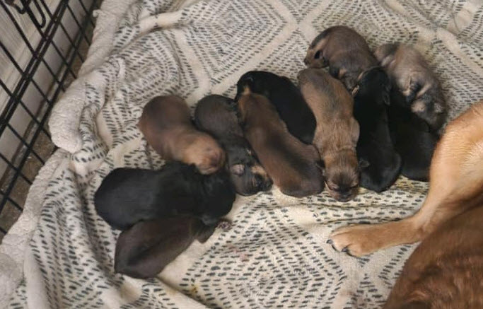 Puppies For Sale
