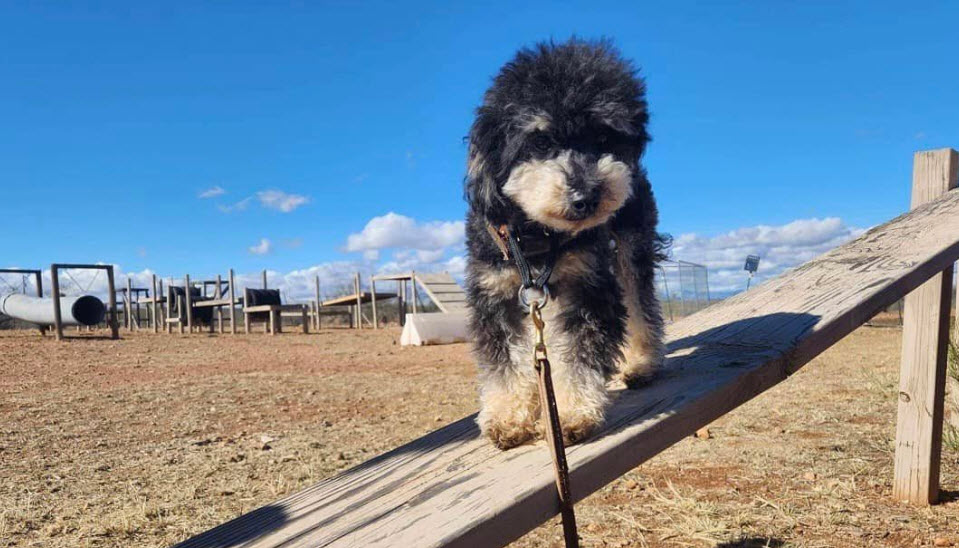 Crate Train Puppy