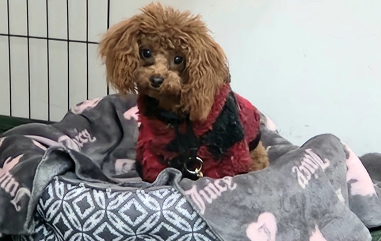 Housebreak Puppy