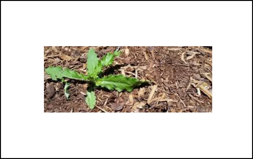 Weeding – Planting Bed Maintenance