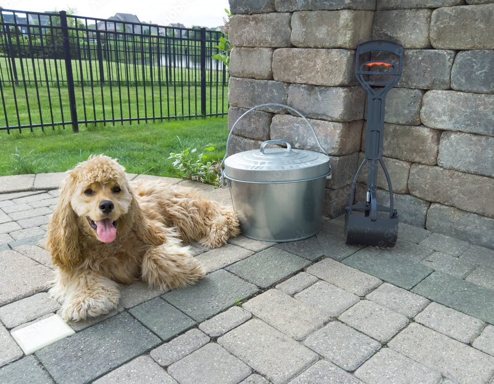 Poop Scooping/Yard Cleanup