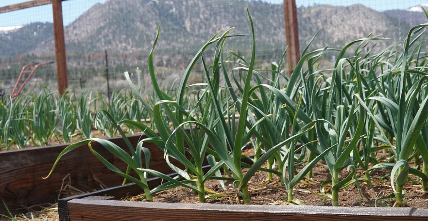 Garlic Plant Sales