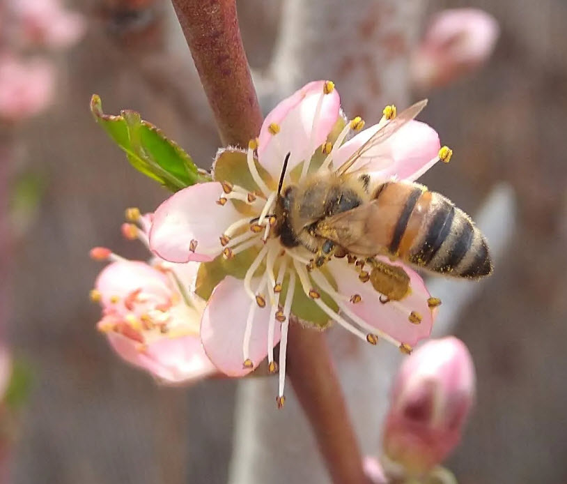 Pollinator Garden Consultation