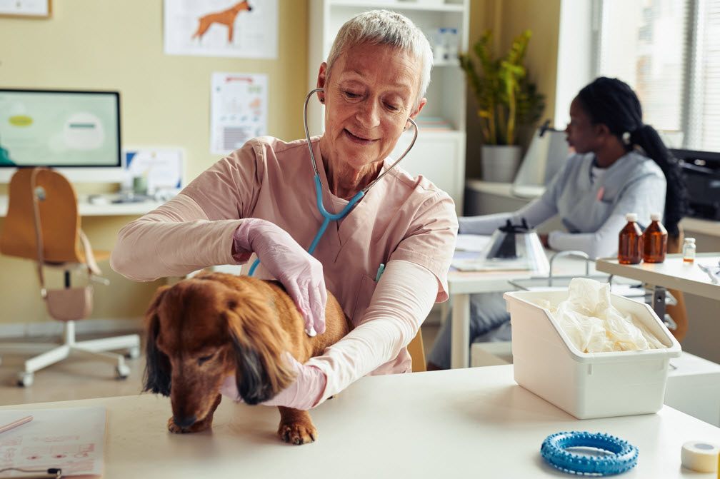 Dog Grooming Services