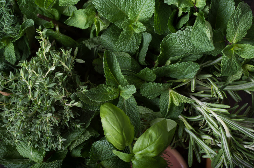 Fresh Herb Collection