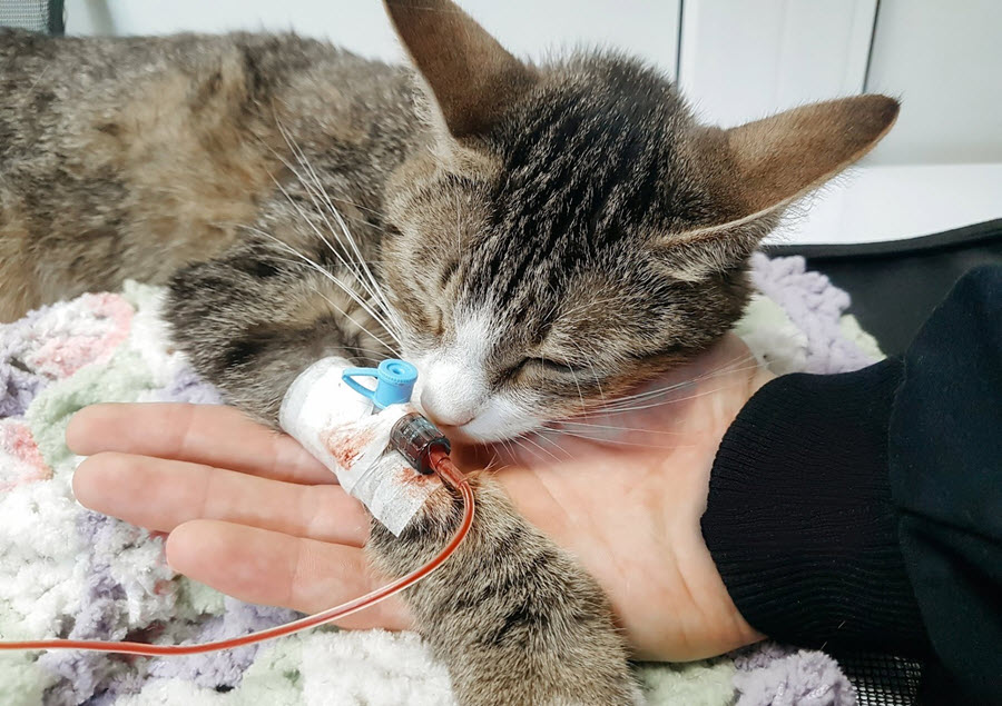 Vet Surgery