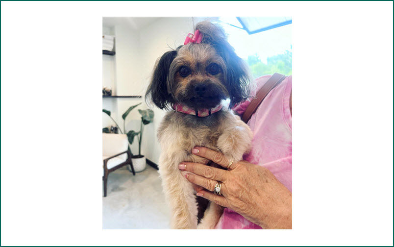 Puppy's First Groom