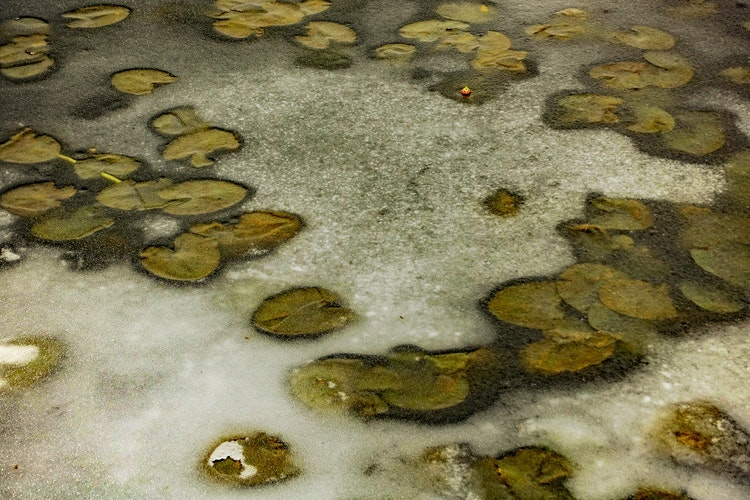 Mold Remediation