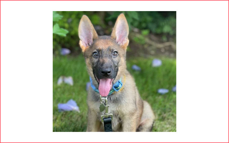 Dog Walking–routine & sporadic needs