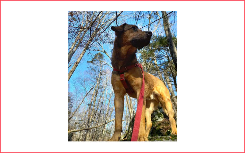 Dog Hiking Adventures-Solo Or Groups