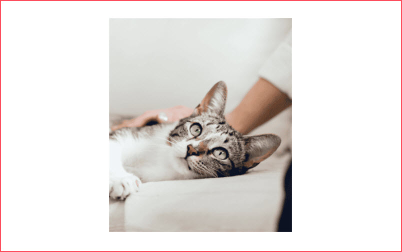 Cat Sitting Visits
