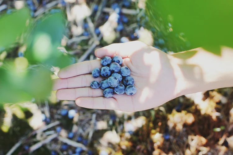 Farm Picking
