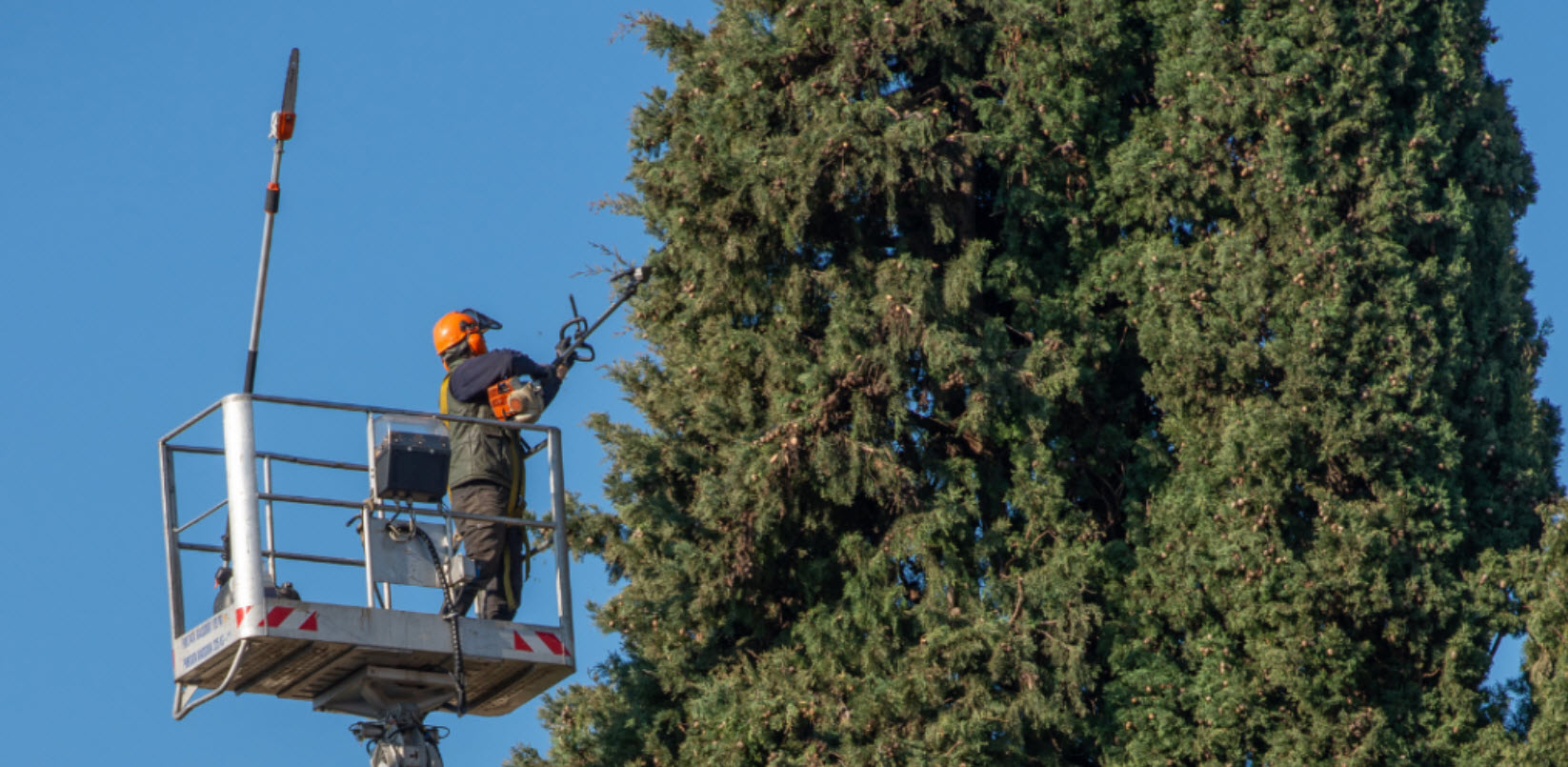 Tree Trimming