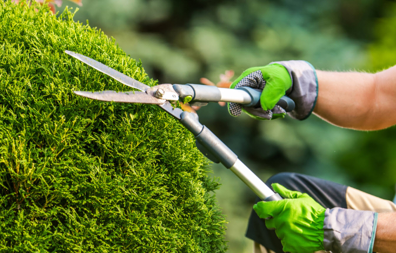 Bushes and Small Plants Trimming