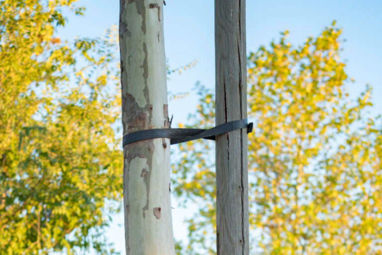 Tree Straightening