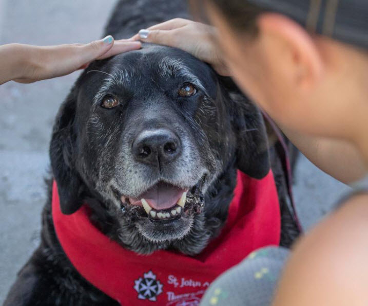 Therapy Dog Program