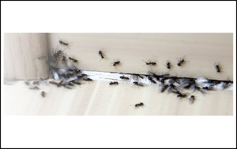 Ant Control