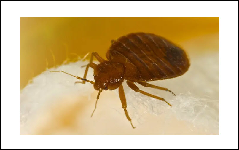 Bed Bugs Control