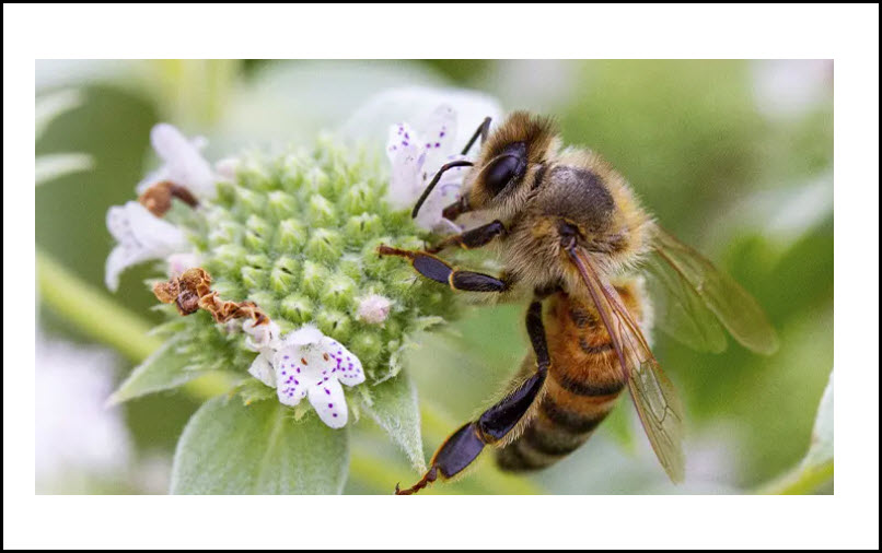 Bee Control