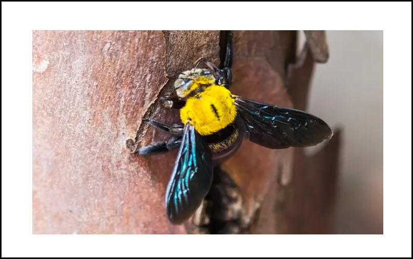 Carpenter Bee Control