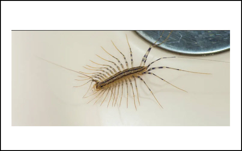 Centipede Control