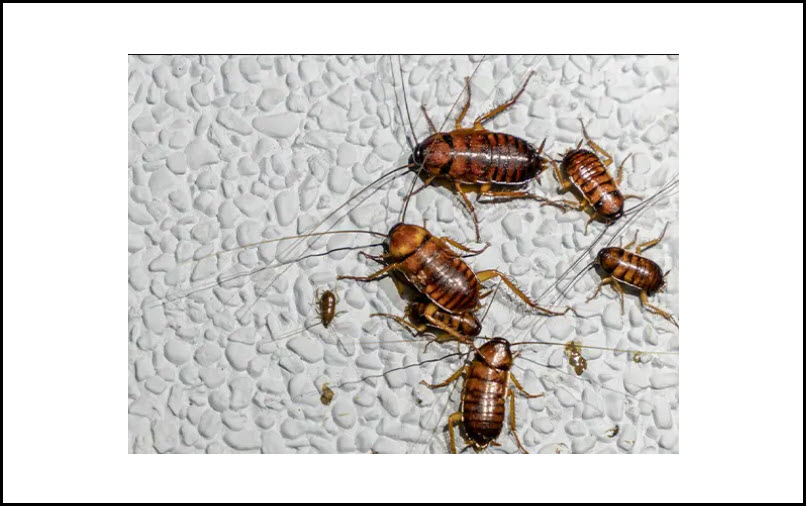 Cockroach Control