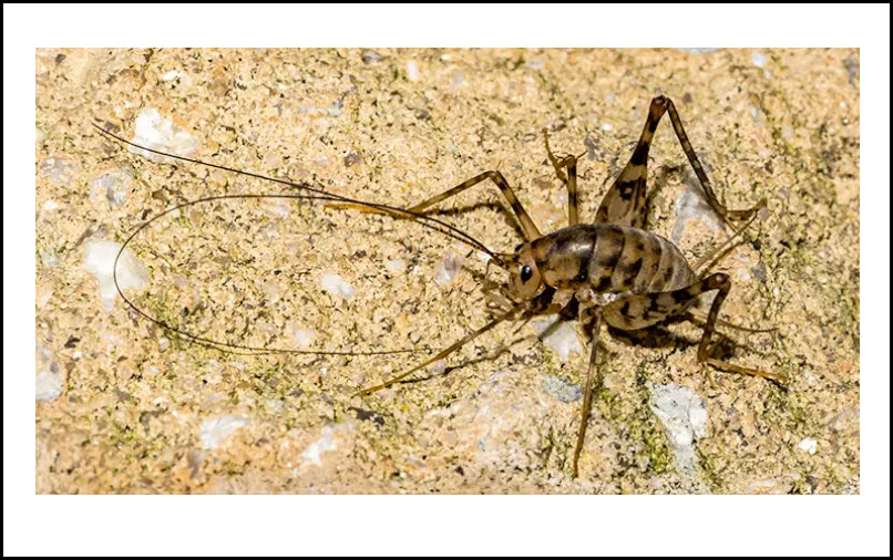 Cricket Control