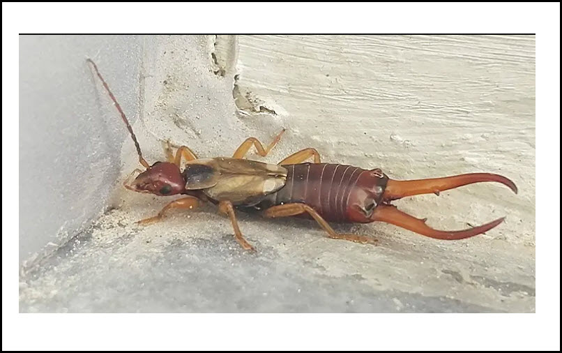 Earwig Control