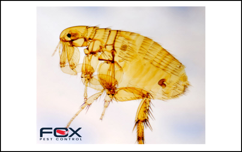 Flea Control