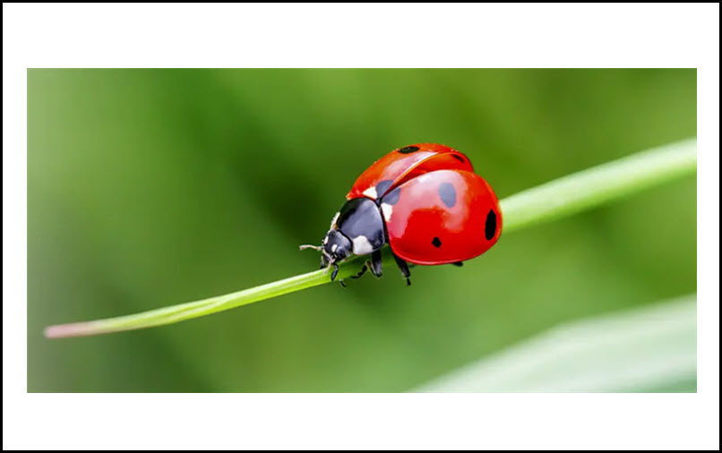 Ladybug Control