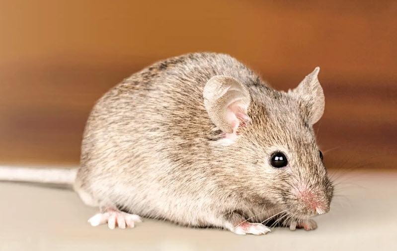Mouse Control