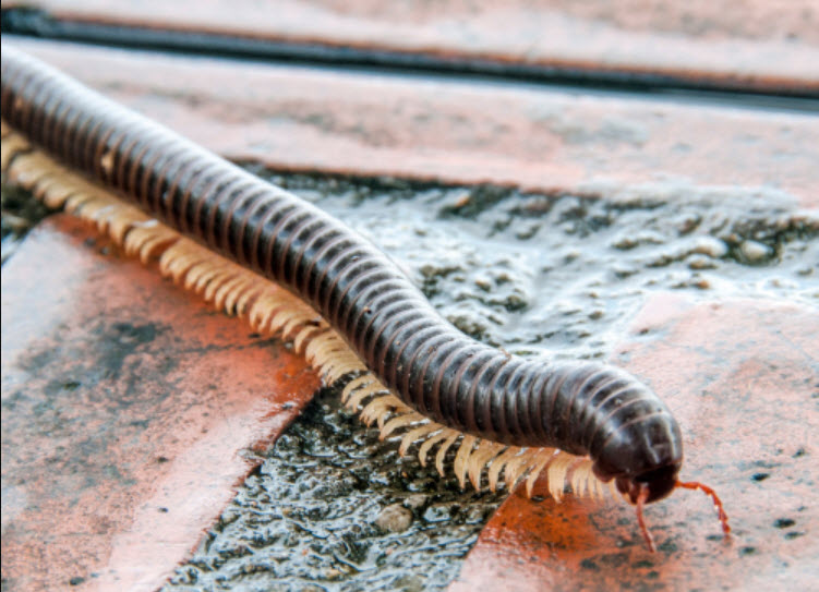Millipede Control