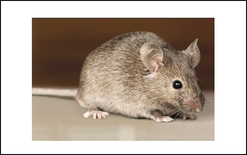 Rodent Control
