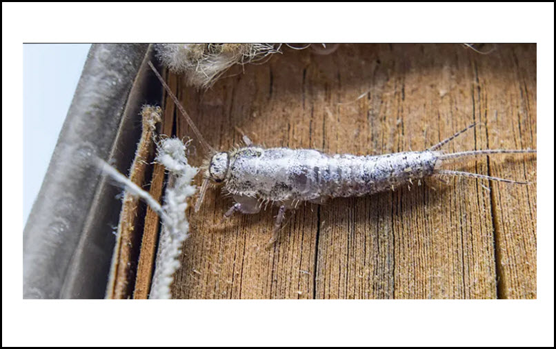 Silverfish Control