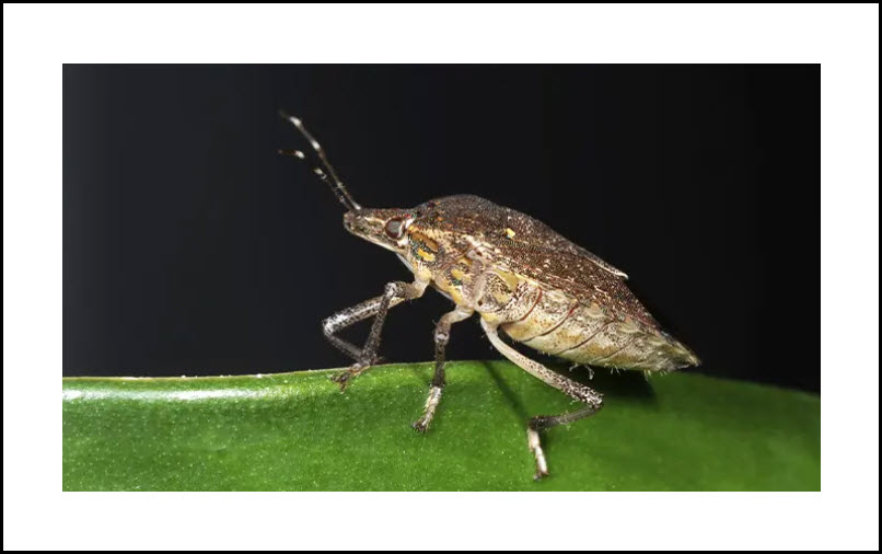 Stink Bug Control