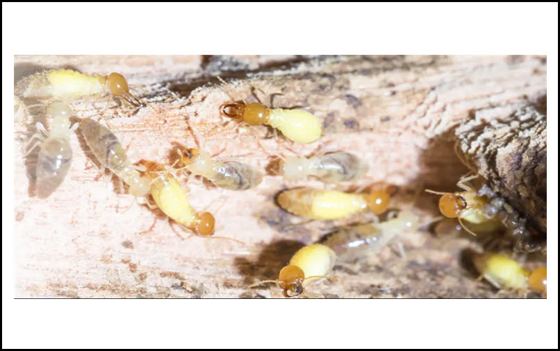 Termite Control