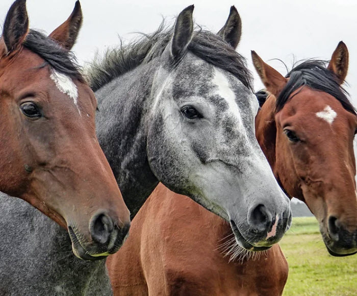 Total Equine