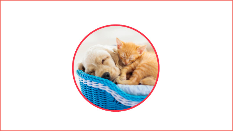 Puppy & Kitten Packages