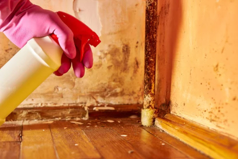 Mold Remediation