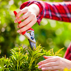 Tree and Shrub pruning
