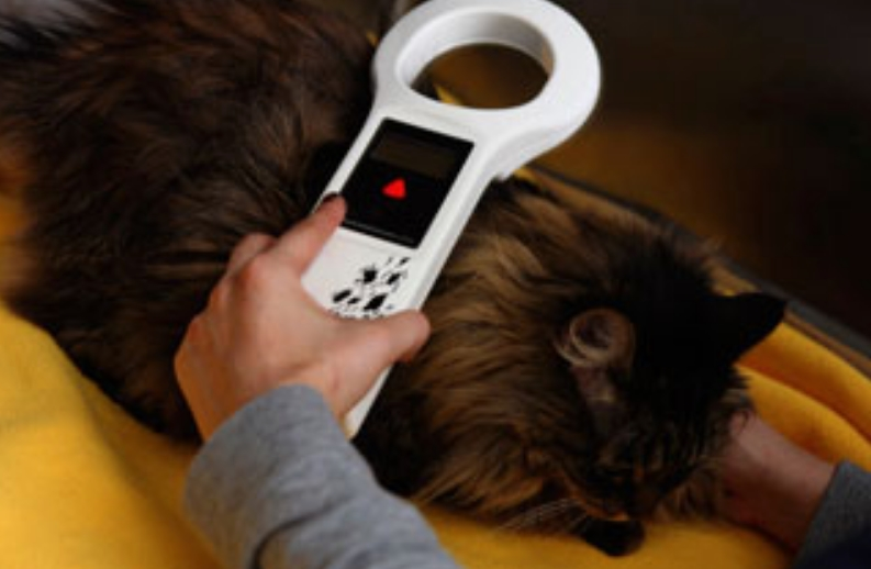 Microchipping
