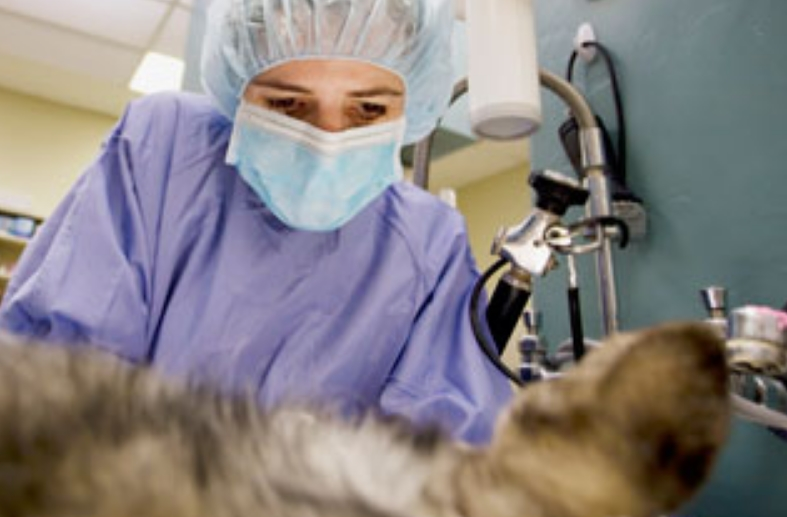 Surgery