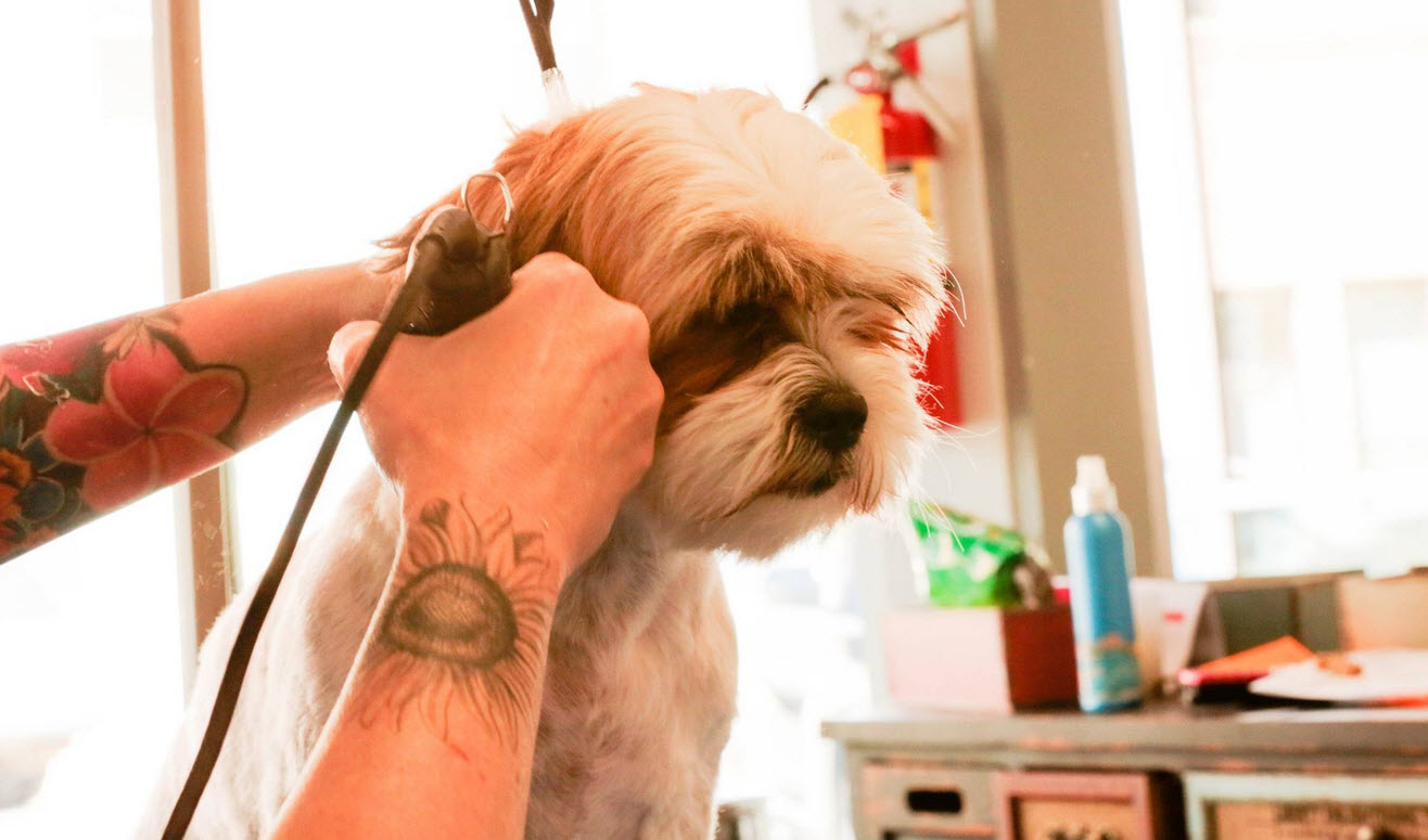 Dog Body Trimming Services