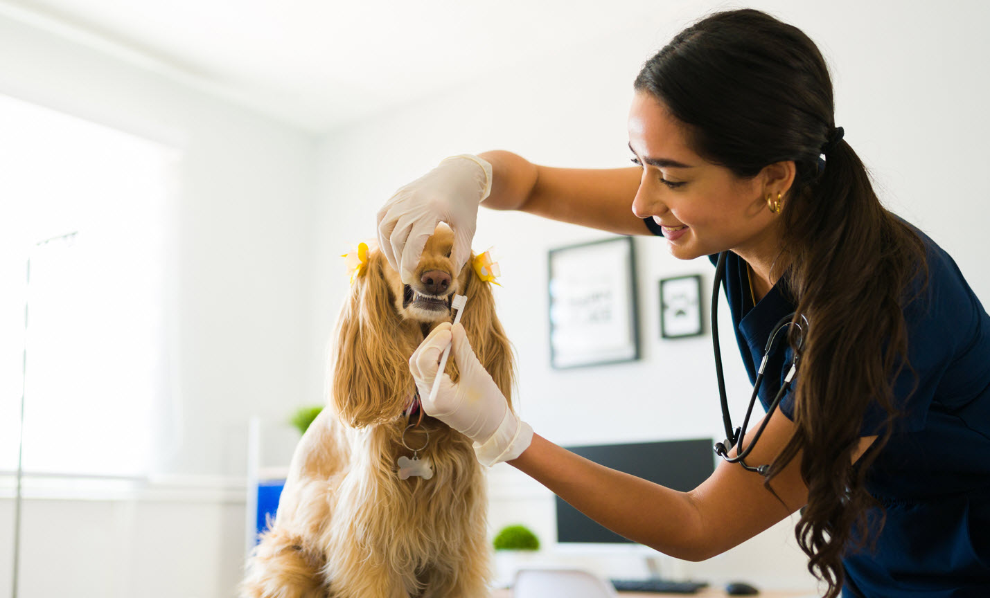 Dog Teeth Brushing Services